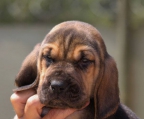 Züchter bloodhound