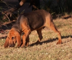 welpen kaufen bloodhound