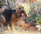 Bloodhound welpe schweiz
