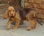 Bloodhound männlich welpen