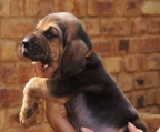welpe  2 monate Bloodhound
