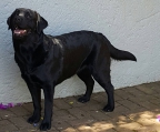 Züchter schwarz labrador retriever