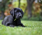 welpen kaufen schwarz labrador retriever