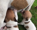 welpen verkaufen Jack russell Terrier