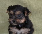 yorkshire terrier Weiblich