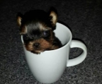 yorkshire terrier 5 Wochen alt.