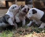 englische bulldogge  zwei Monate welpen