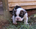 englische bulldogge  hund verkaufen