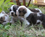 englische bulldogge  erhältlich