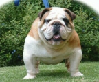 englische bulldogge  zucht