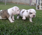 englische bulldogge  Paar Welpen