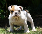 ein Welpe englische bulldogge