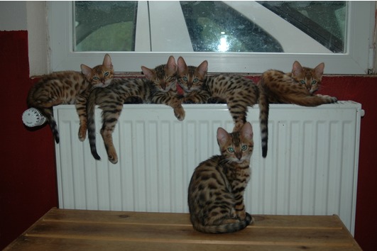 Exclusive Bengalkitten