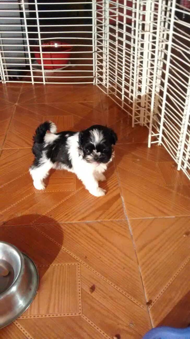 Welpen shih tzu schweiz