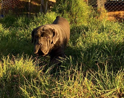 hund shar peï schweiz