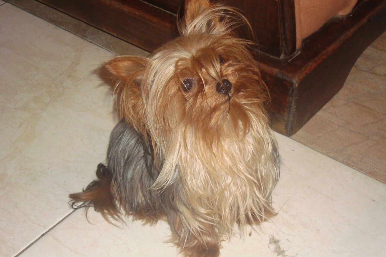 2 welpen yorkshire terrier