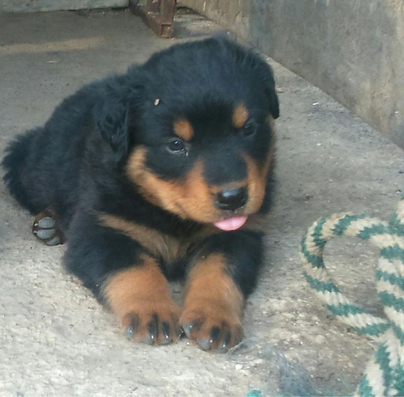 Zücher Rottweiler Schweiz