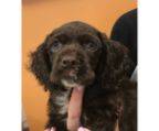 spaniel welpen. cocker spaniel welpen zu verschenken