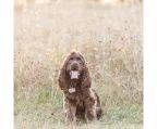 cocker spaniel braun züchter