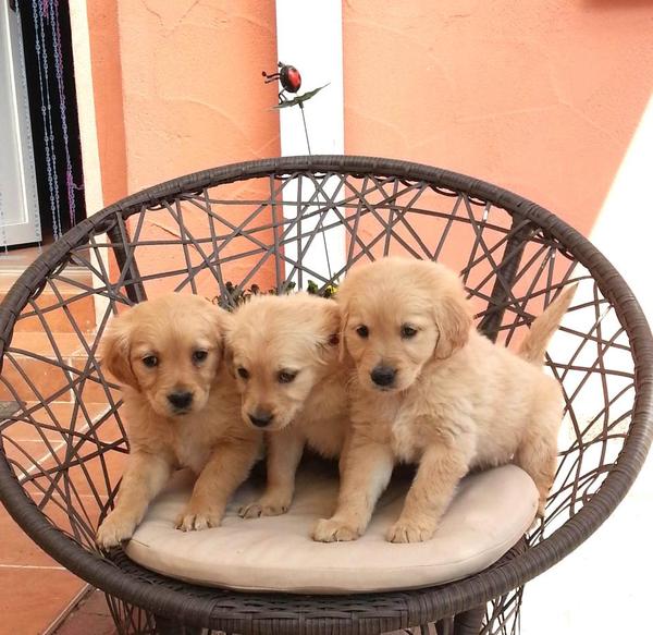 Süße Golden Retriever Babys