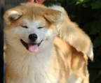  akita inu 4 Monate alte weibliche Welpen zum Verkauf