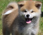  VERKAUF!!!!! Wunderschön akita inu