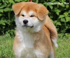 akita inu Wunderschöne Frau sucht ihr schönes neues Zuhause