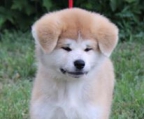 Akita inu Stammbaum, voll vacinal