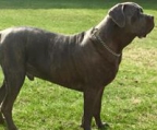 cane corso verkaufen ch