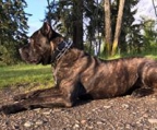 Züchter vom cane corso