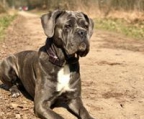 cane corso WELPE SUCHEN EIN NEUES ZUHAUSE