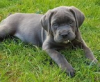 cane corso blue Hündinnen 