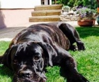 cane corso Molossoide Italiano – Schweizer Sennenhunde