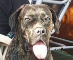 cane corso zucht