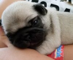 mops Neuer Wurf