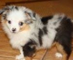 australian shepherd verkaufen