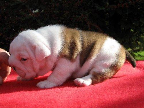 Englische Bulldogge Welpen mit Papieren