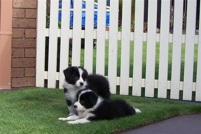 schöne australian shepherds kaufen