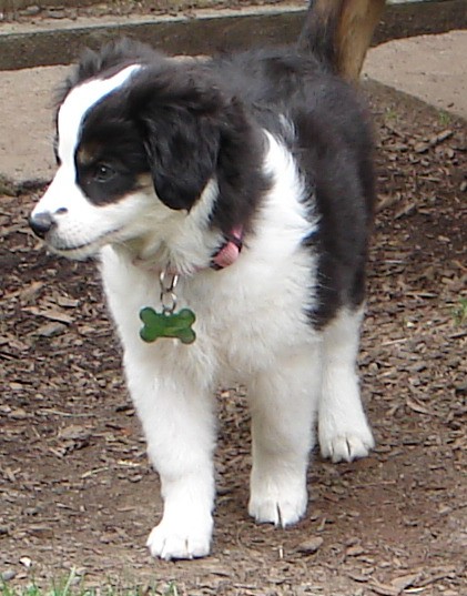 Schöne Australian Shepherd Welpen ab dem zur Abgabe bereit ( Rüden & Hündinnen )