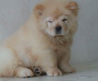 welpen zu kaufen Chow Chow