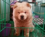 Züchter hund Chow Chow