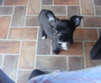 8,5 Wochen welpe chihuahua