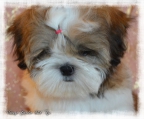 mini shih tzu welpen