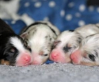 5 welpen australian shepherd