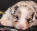 Preis welpe australian shepherd