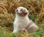 Unsere süße Rasselbande australian shepherd