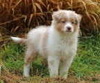 welpen 2016 australian shepherd