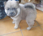 Reinrassige chow-chow Babys zu verkaufen