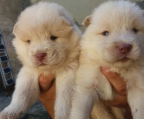 2 Monate alter chow chow Rüde