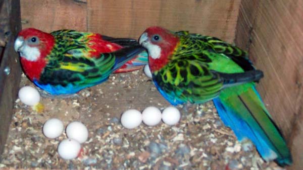 jetzt auf Lager verfügbar sind die folgenden Papageien und Vögel Eier zum Verkauf